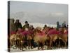 Afghan Men Look at Sheep with Their Backs Painted in Red, Kabul, Afghanistan, December 28, 2006-Rafiq Maqbool-Stretched Canvas