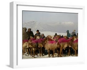 Afghan Men Look at Sheep with Their Backs Painted in Red, Kabul, Afghanistan, December 28, 2006-Rafiq Maqbool-Framed Premium Photographic Print