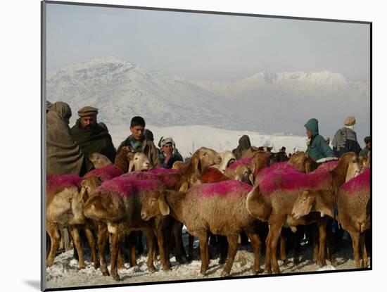 Afghan Men Look at Sheep with Their Backs Painted in Red, Kabul, Afghanistan, December 28, 2006-Rafiq Maqbool-Mounted Premium Photographic Print