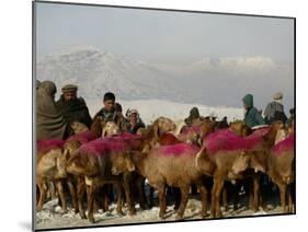 Afghan Men Look at Sheep with Their Backs Painted in Red, Kabul, Afghanistan, December 28, 2006-Rafiq Maqbool-Mounted Premium Photographic Print