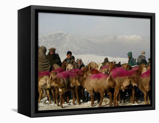 Afghan Men Look at Sheep with Their Backs Painted in Red, Kabul, Afghanistan, December 28, 2006-Rafiq Maqbool-Framed Stretched Canvas