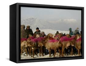 Afghan Men Look at Sheep with Their Backs Painted in Red, Kabul, Afghanistan, December 28, 2006-Rafiq Maqbool-Framed Stretched Canvas