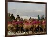 Afghan Men Look at Sheep with Their Backs Painted in Red, Kabul, Afghanistan, December 28, 2006-Rafiq Maqbool-Framed Photographic Print