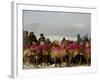 Afghan Men Look at Sheep with Their Backs Painted in Red, Kabul, Afghanistan, December 28, 2006-Rafiq Maqbool-Framed Photographic Print