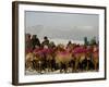 Afghan Men Look at Sheep with Their Backs Painted in Red, Kabul, Afghanistan, December 28, 2006-Rafiq Maqbool-Framed Photographic Print