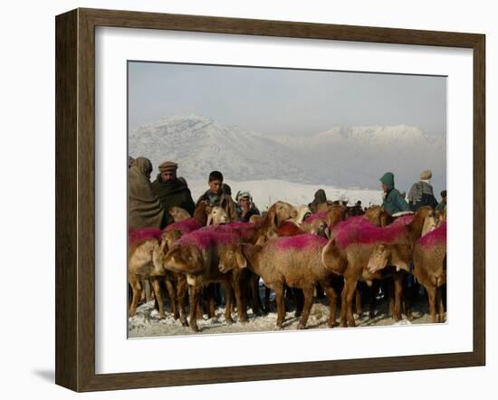 Afghan Men Look at Sheep with Their Backs Painted in Red, Kabul, Afghanistan, December 28, 2006-Rafiq Maqbool-Framed Photographic Print