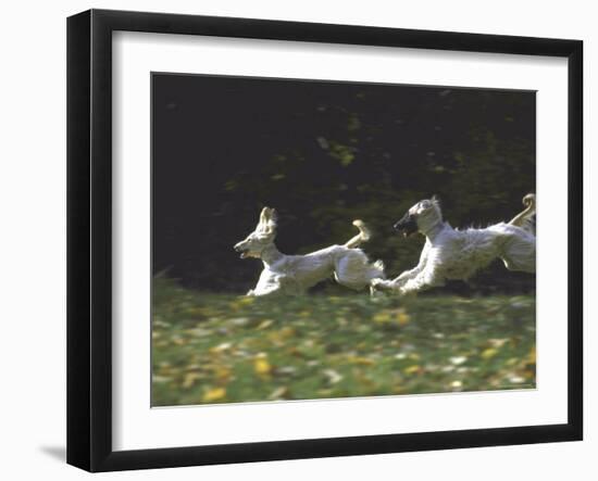 Afghans Zorro and April Break Into an Impromptu Sprint Prior to Gazehound Race-John Dominis-Framed Photographic Print