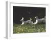 Afghans Zorro and April Break Into an Impromptu Sprint Prior to Gazehound Race-John Dominis-Framed Photographic Print