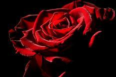 Red Rose-afitz-Laminated Photographic Print