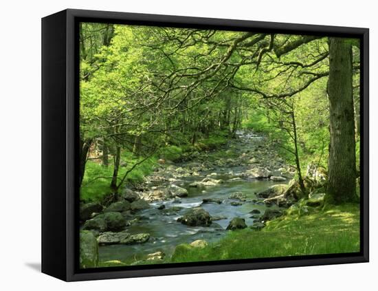 Afon Artro Passing Through Natural Oak Wood, Llanbedr, Gwynedd, Wales, United Kingdom, Europe-Pearl Bucknall-Framed Stretched Canvas
