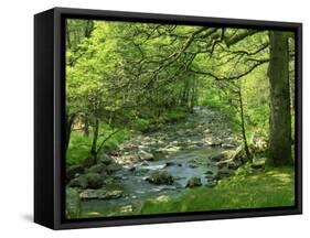 Afon Artro Passing Through Natural Oak Wood, Llanbedr, Gwynedd, Wales, United Kingdom, Europe-Pearl Bucknall-Framed Stretched Canvas