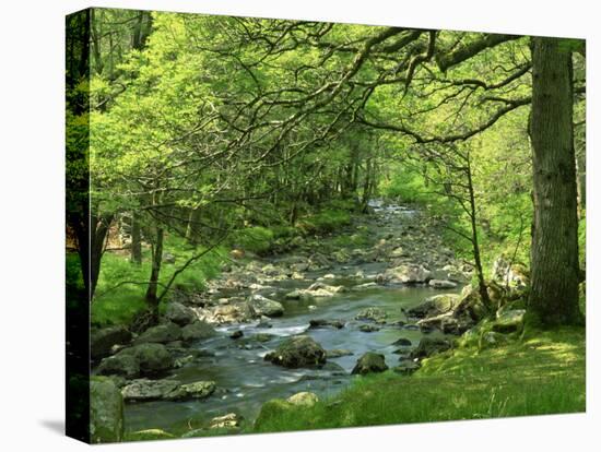 Afon Artro Passing Through Natural Oak Wood, Llanbedr, Gwynedd, Wales, United Kingdom, Europe-Pearl Bucknall-Stretched Canvas