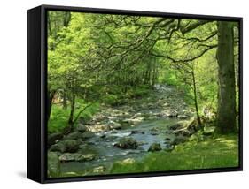 Afon Artro Passing Through Natural Oak Wood, Llanbedr, Gwynedd, Wales, United Kingdom, Europe-Pearl Bucknall-Framed Stretched Canvas