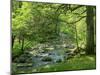 Afon Artro Passing Through Natural Oak Wood, Llanbedr, Gwynedd, Wales, United Kingdom, Europe-Pearl Bucknall-Mounted Photographic Print