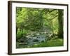 Afon Artro Passing Through Natural Oak Wood, Llanbedr, Gwynedd, Wales, United Kingdom, Europe-Pearl Bucknall-Framed Photographic Print