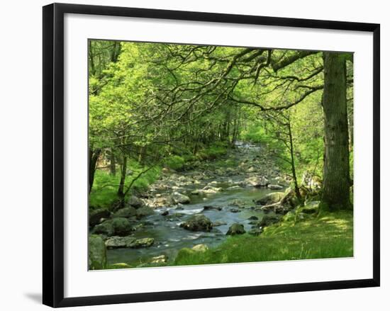 Afon Artro Passing Through Natural Oak Wood, Llanbedr, Gwynedd, Wales, United Kingdom, Europe-Pearl Bucknall-Framed Photographic Print