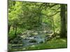 Afon Artro Passing Through Natural Oak Wood, Llanbedr, Gwynedd, Wales, United Kingdom, Europe-Pearl Bucknall-Mounted Premium Photographic Print