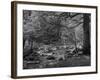 Afon Artro Passing Through Natural Oak Wood, Llanbedr, Gwynedd, Wales, United Kingdom, Europe-Pearl Bucknall-Framed Photographic Print