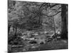 Afon Artro Passing Through Natural Oak Wood, Llanbedr, Gwynedd, Wales, United Kingdom, Europe-Pearl Bucknall-Mounted Photographic Print