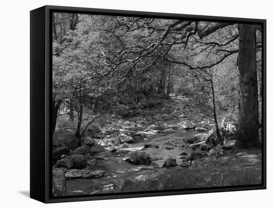 Afon Artro Passing Through Natural Oak Wood, Llanbedr, Gwynedd, Wales, United Kingdom, Europe-Pearl Bucknall-Framed Stretched Canvas