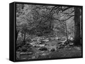 Afon Artro Passing Through Natural Oak Wood, Llanbedr, Gwynedd, Wales, United Kingdom, Europe-Pearl Bucknall-Framed Stretched Canvas