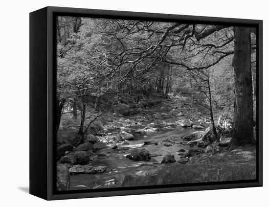 Afon Artro Passing Through Natural Oak Wood, Llanbedr, Gwynedd, Wales, United Kingdom, Europe-Pearl Bucknall-Framed Stretched Canvas