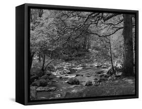 Afon Artro Passing Through Natural Oak Wood, Llanbedr, Gwynedd, Wales, United Kingdom, Europe-Pearl Bucknall-Framed Stretched Canvas