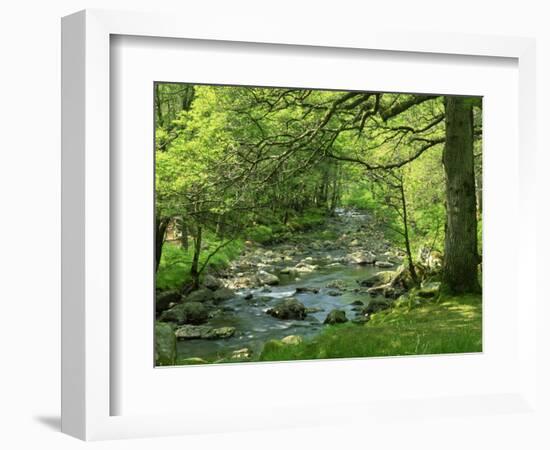 Afon Artro Passing Through Natural Oak Wood, Llanbedr, Gwynedd, Wales, United Kingdom, Europe-Pearl Bucknall-Framed Photographic Print