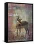 Africa Antelope-Greg Simanson-Framed Stretched Canvas