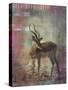 Africa Antelope-Greg Simanson-Stretched Canvas