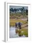 Africa, Botswana, Chobe National Park. Adult Elephants at Water Hole-Jaynes Gallery-Framed Photographic Print