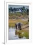 Africa, Botswana, Chobe National Park. Adult Elephants at Water Hole-Jaynes Gallery-Framed Premium Photographic Print