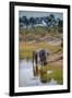 Africa, Botswana, Chobe National Park. Adult Elephants at Water Hole-Jaynes Gallery-Framed Premium Photographic Print