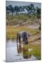 Africa, Botswana, Chobe National Park. Adult Elephants at Water Hole-Jaynes Gallery-Mounted Premium Photographic Print