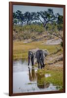 Africa, Botswana, Chobe National Park. Adult Elephants at Water Hole-Jaynes Gallery-Framed Photographic Print