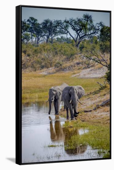 Africa, Botswana, Chobe National Park. Adult Elephants at Water Hole-Jaynes Gallery-Framed Stretched Canvas