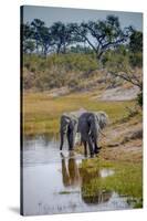 Africa, Botswana, Chobe National Park. Adult Elephants at Water Hole-Jaynes Gallery-Stretched Canvas