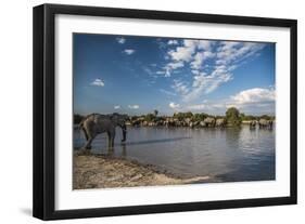 Africa, Botswana, Chobe National Park. Elephant herd in water.-Jaynes Gallery-Framed Photographic Print