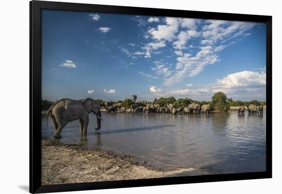 Africa, Botswana, Chobe National Park. Elephant herd in water.-Jaynes Gallery-Framed Photographic Print