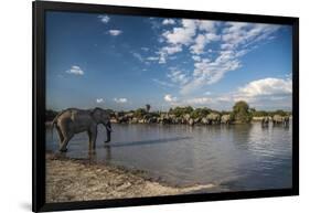 Africa, Botswana, Chobe National Park. Elephant herd in water.-Jaynes Gallery-Framed Photographic Print