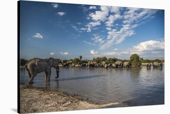 Africa, Botswana, Chobe National Park. Elephant herd in water.-Jaynes Gallery-Stretched Canvas