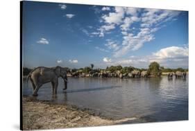 Africa, Botswana, Chobe National Park. Elephant herd in water.-Jaynes Gallery-Stretched Canvas