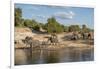 Africa, Botswana, Chobe National Park. Elephants moving to water.-Jaynes Gallery-Framed Photographic Print