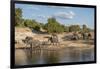 Africa, Botswana, Chobe National Park. Elephants moving to water.-Jaynes Gallery-Framed Photographic Print