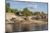 Africa, Botswana, Chobe National Park. Elephants moving to water.-Jaynes Gallery-Mounted Photographic Print