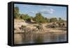 Africa, Botswana, Chobe National Park. Elephants moving to water.-Jaynes Gallery-Framed Stretched Canvas