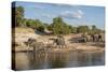 Africa, Botswana, Chobe National Park. Elephants moving to water.-Jaynes Gallery-Stretched Canvas