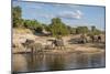 Africa, Botswana, Chobe National Park. Elephants moving to water.-Jaynes Gallery-Mounted Photographic Print