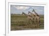 Africa, Botswana, Chobe National Park. Giraffes in savanna.-Jaynes Gallery-Framed Photographic Print