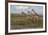 Africa, Botswana, Chobe National Park. Giraffes in savanna.-Jaynes Gallery-Framed Photographic Print